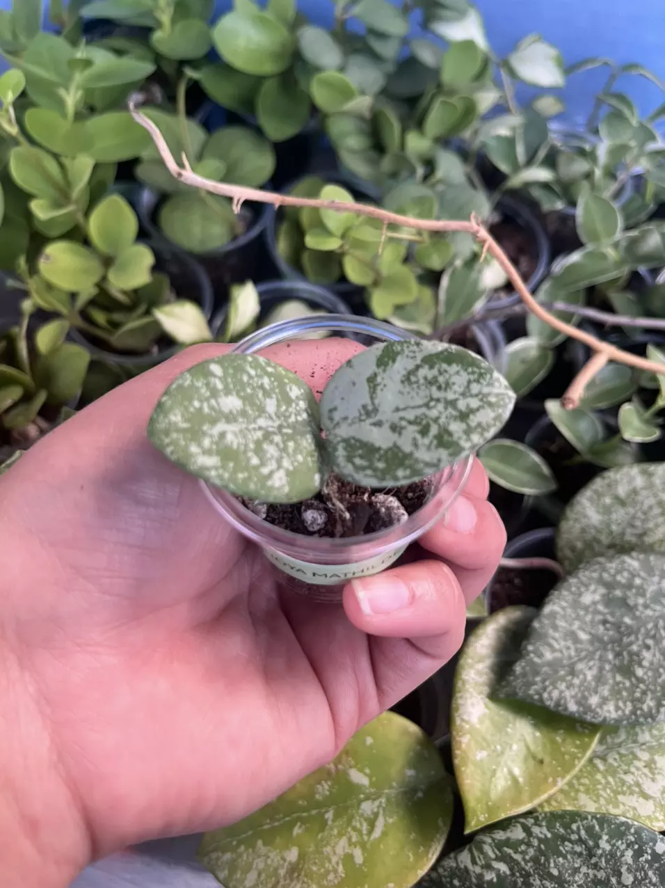 plant/Hoya Mathilde-0