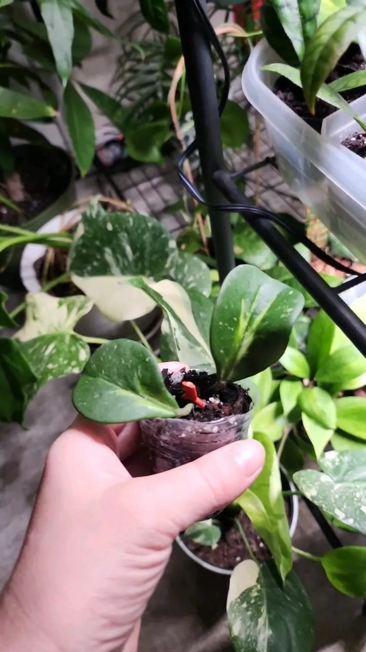 plant/Hoya obovata inner variegated splash F-0