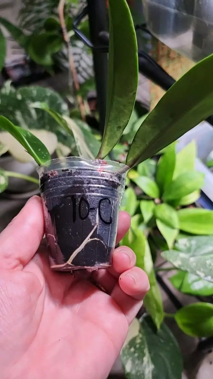 plant/Hoya pubicalyx royal hawaiian purple C-1