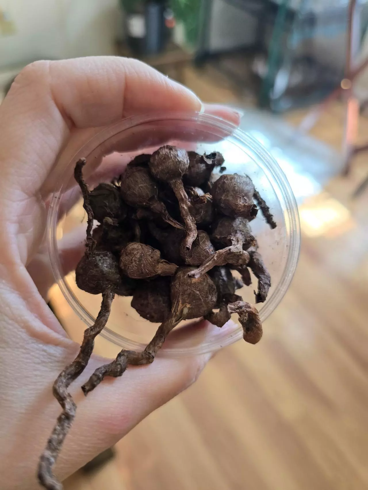 plant/Alocasia Regal Corms-0