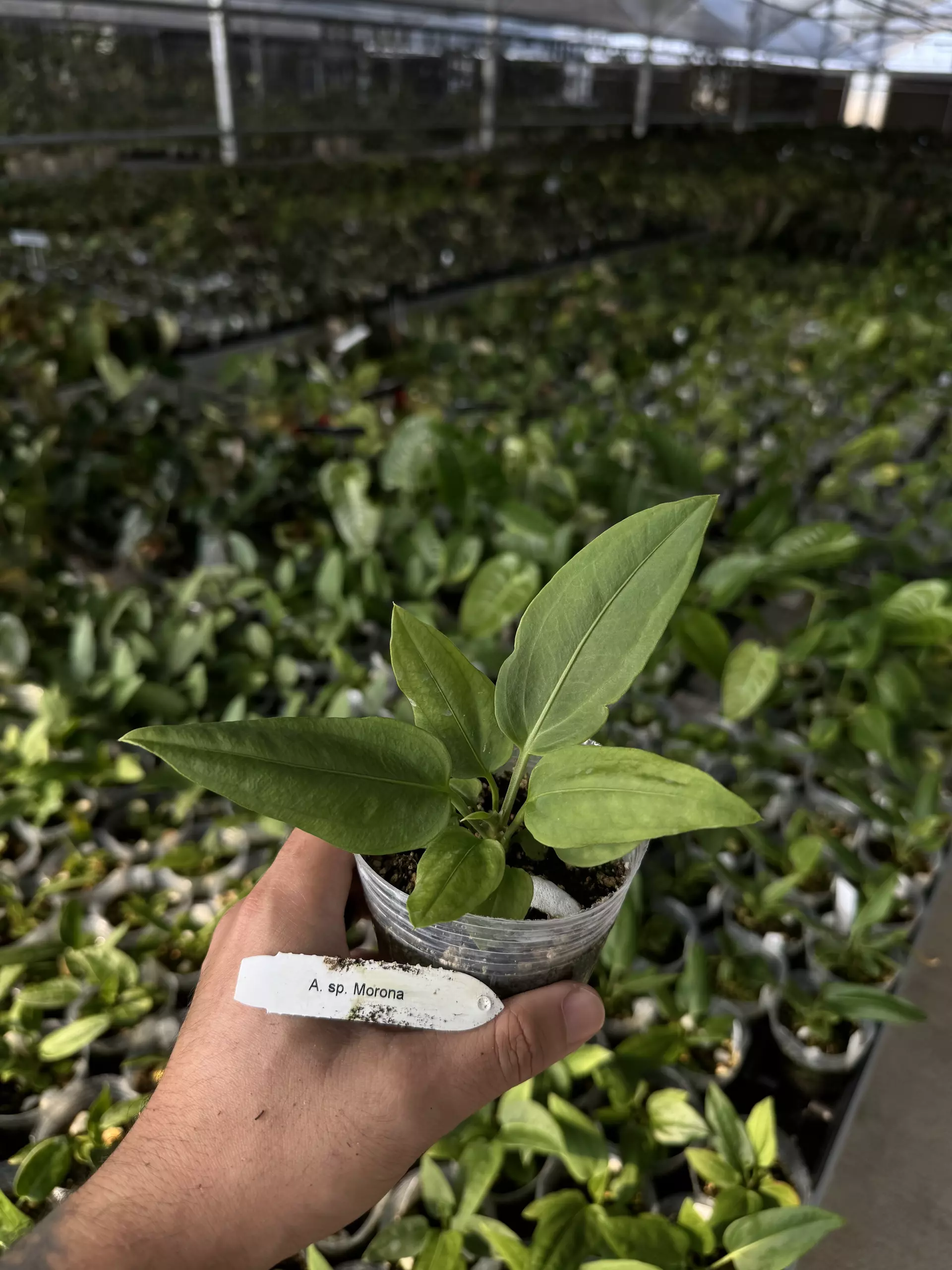 plant/A. sp. Morona-0