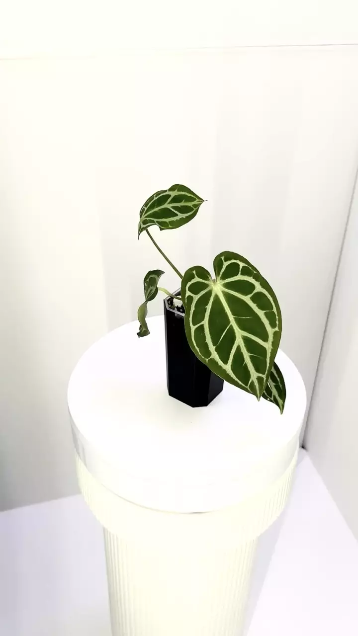 plant/Carlablackiae grown from seed in cataphyll-0