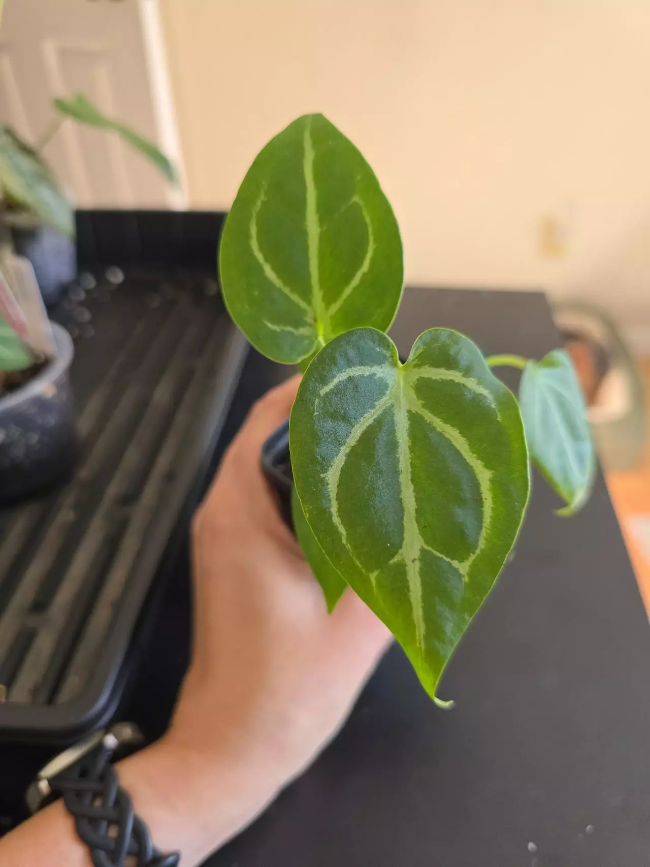 plant/#0096 Demogorgon-0