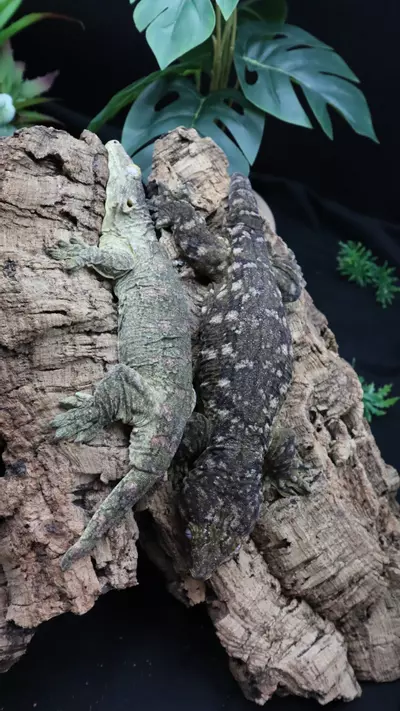 plant/Xavier x Abby NLS x HC x GTA x Ana (Pair)-0-thumbnail