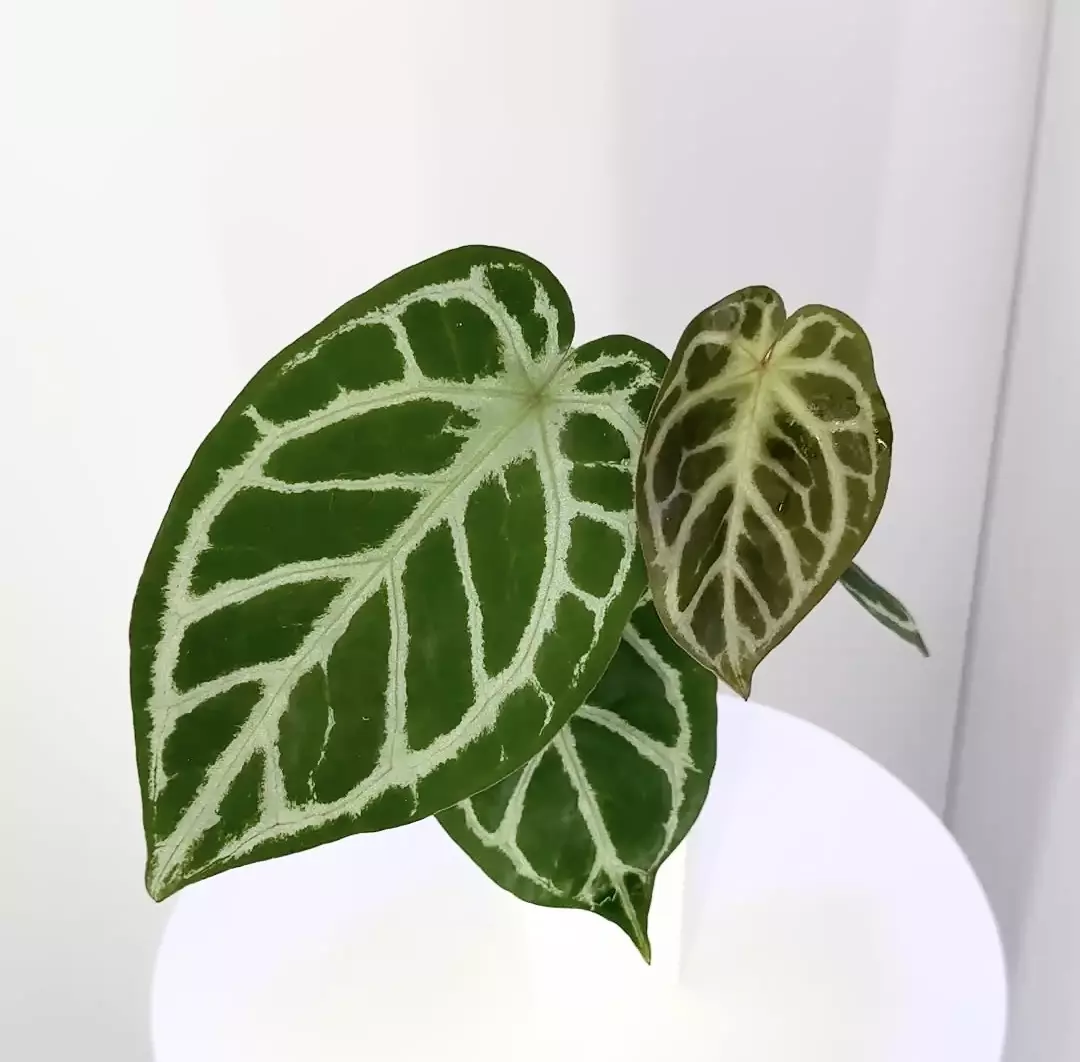 plant/Magnificum x Wonderboy from Steve’s Leaves in Cataphyll-0