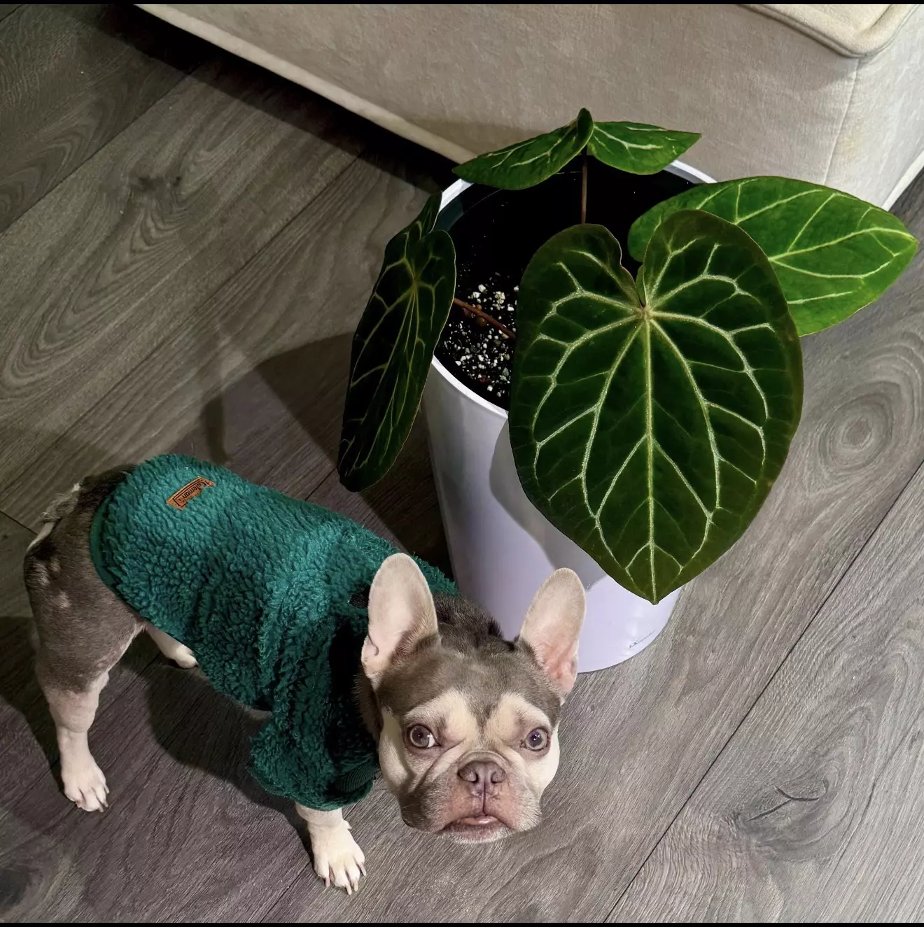 plant/Alaska and Hawaii shipping upgrade-0