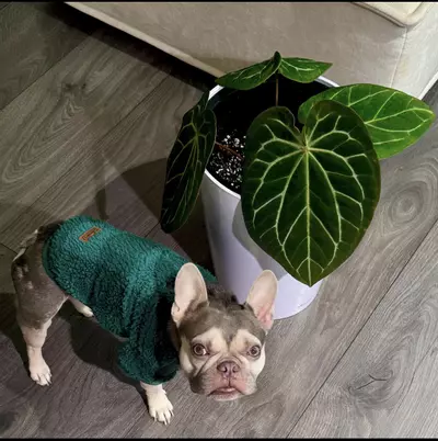 plant/Alaska and Hawaii shipping upgrade-0-thumbnail