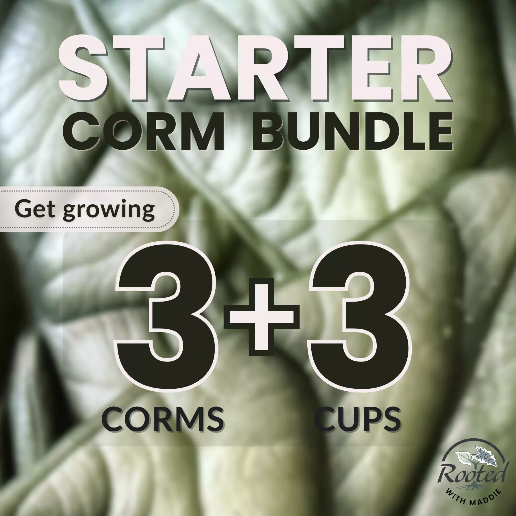 plant/Alocasia Corm Bundle-0