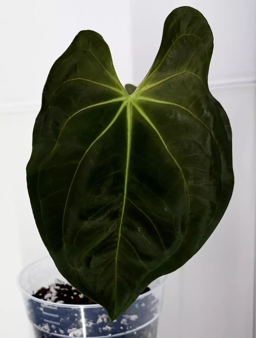 plant/Pure GY Papillilaminum in Cataphyll-2