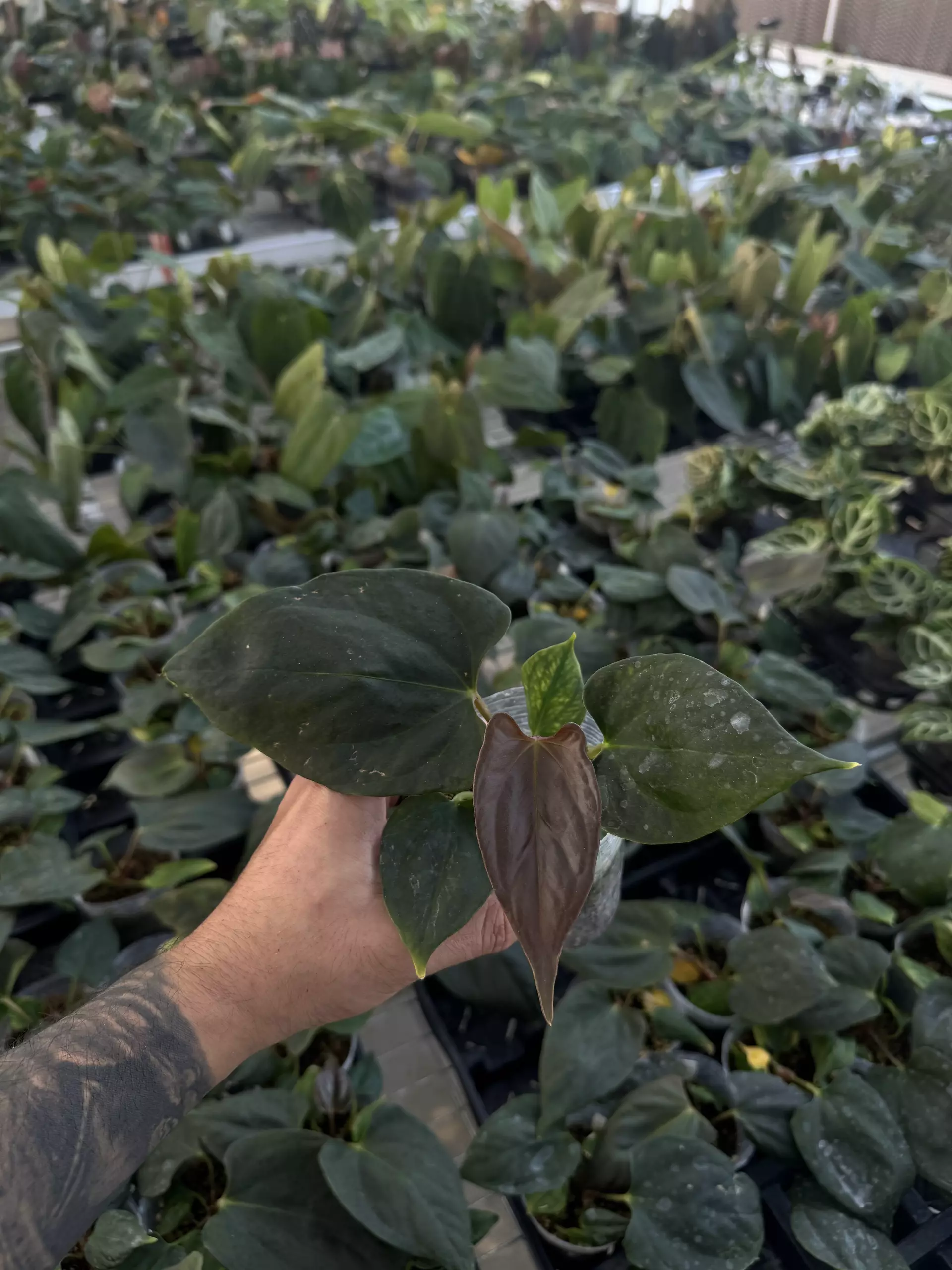 plant/A. portillae NSE clone (TC)-0