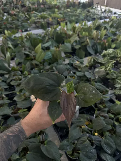 plant/A. portillae NSE clone (TC)-0-thumbnail