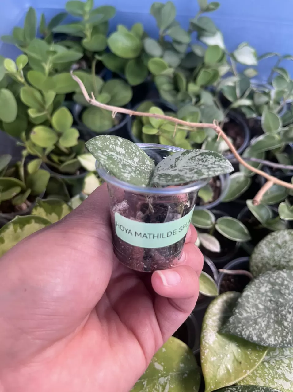 plant/Hoya Mathilde-1