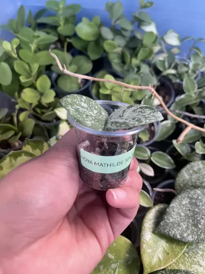 plant/Hoya Mathilde-1-thumbnail