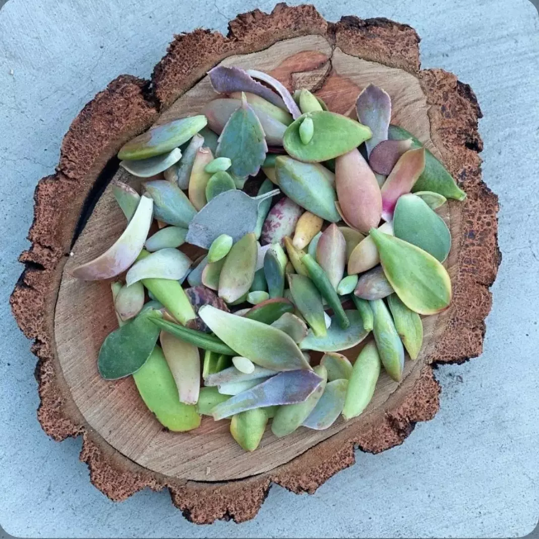 plant/50 Leaves for Propagation-0