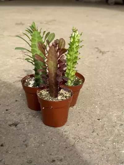 plant/3-Pack Euphorbia Trigona Bundle – Red, Green & Variegated (2” Pots)-3-thumbnail