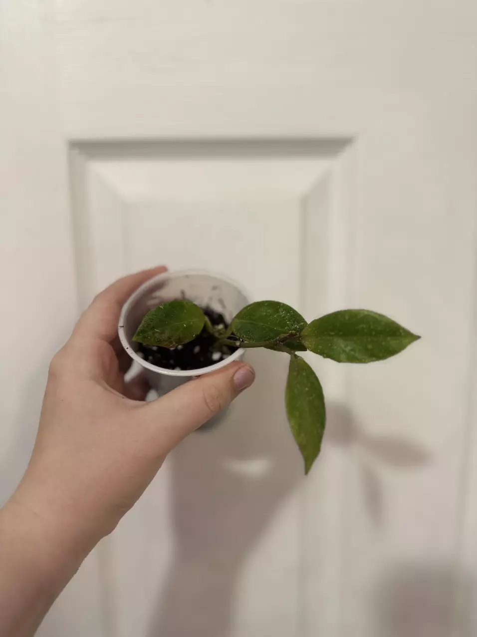 plant/Hoya Obscura Sunrise-0