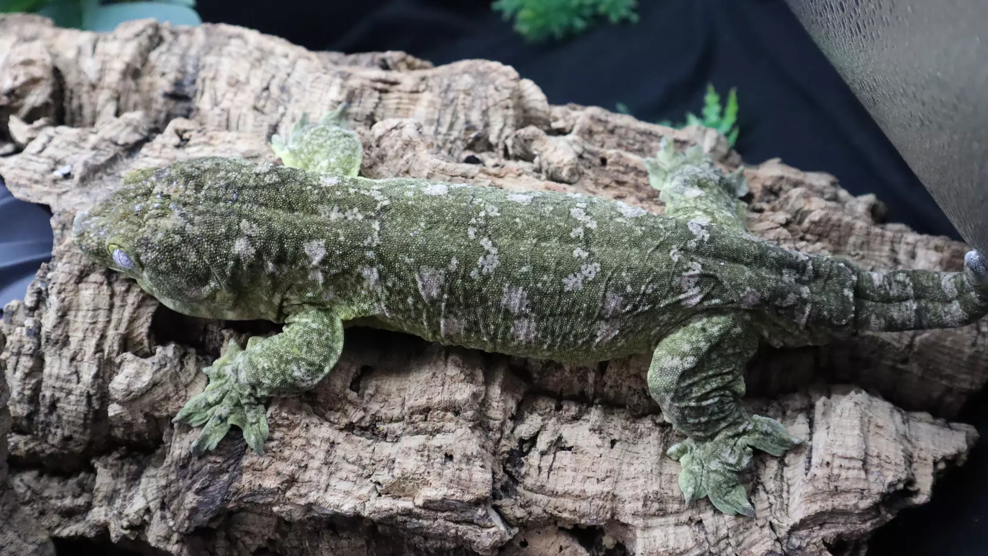 plant/Ahmed & Sophia MTK x F2 Brosse (Pair)-0