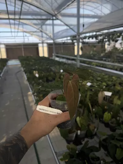 plant/A. papillilaminum 'Voldemort' selfed-0-thumbnail