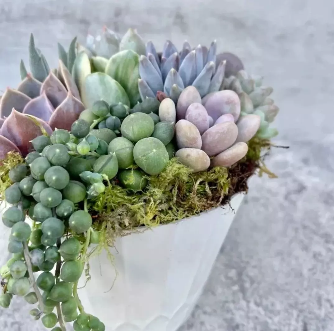 plant/Surfside Serenade - Potted Succulent Garden-3