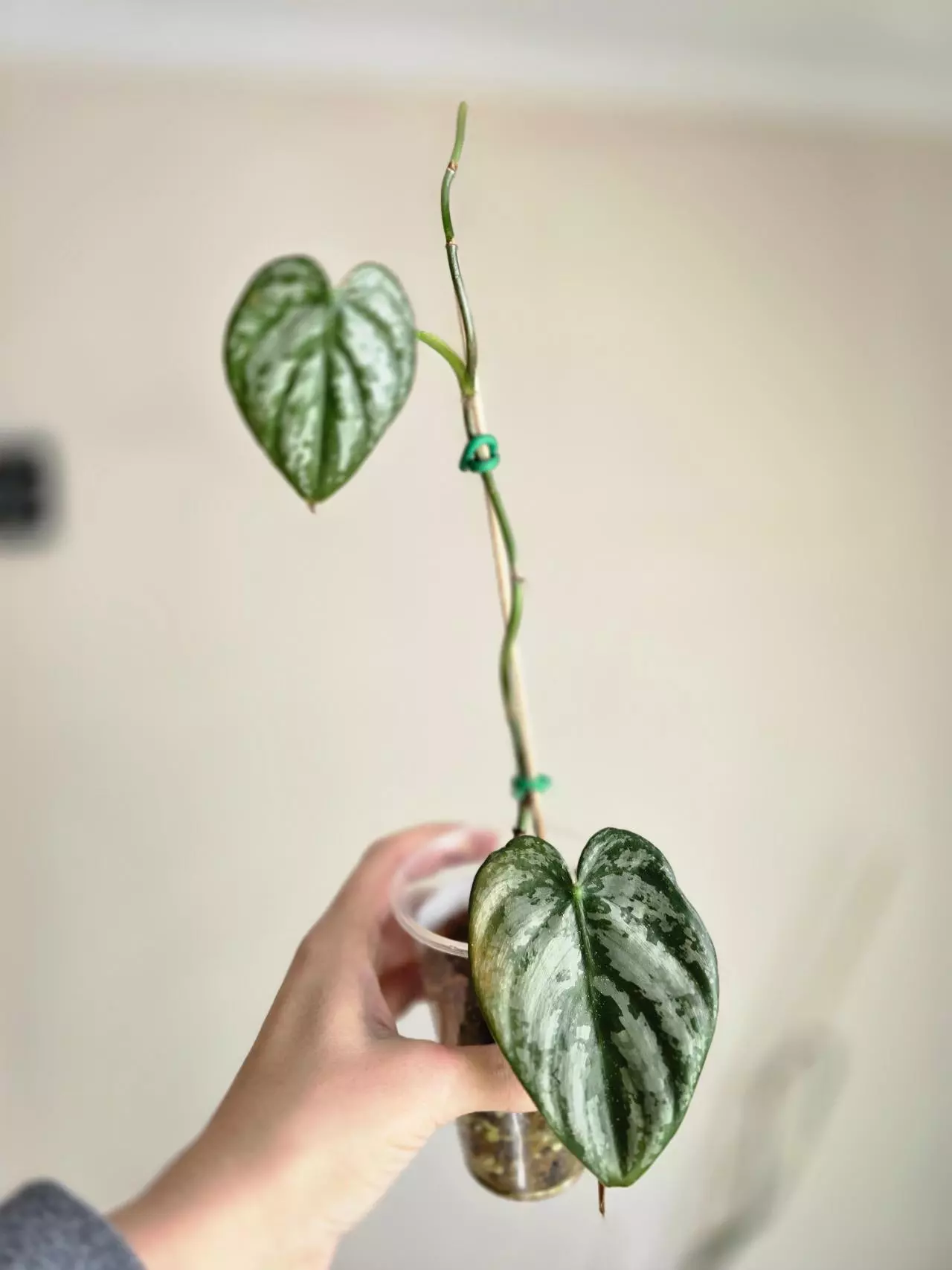 plant/#0090 Brandi-1