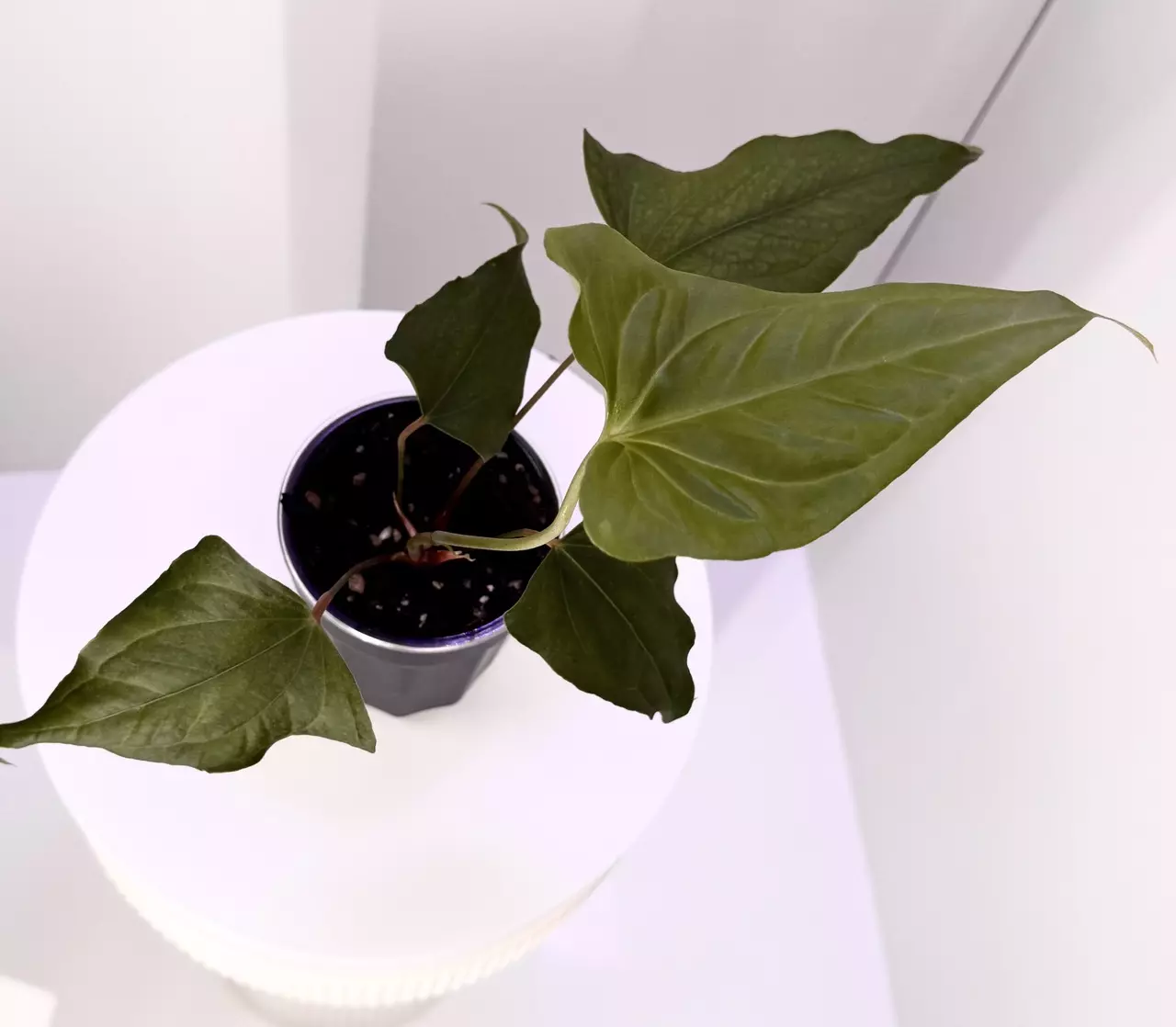 plant/Thai Portillae Weirdo-1