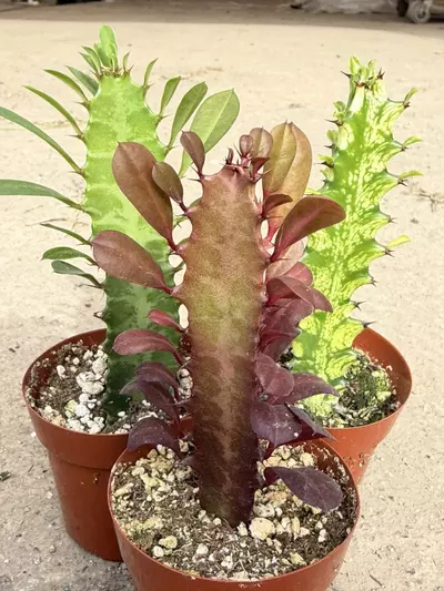 plant/3-Pack Euphorbia Trigona Bundle – Red, Green & Variegated (2” Pots)-1-thumbnail
