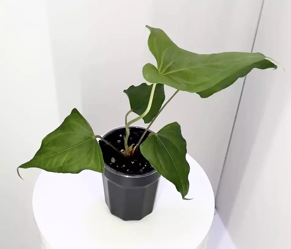 plant/Thai Portillae Weirdo-0