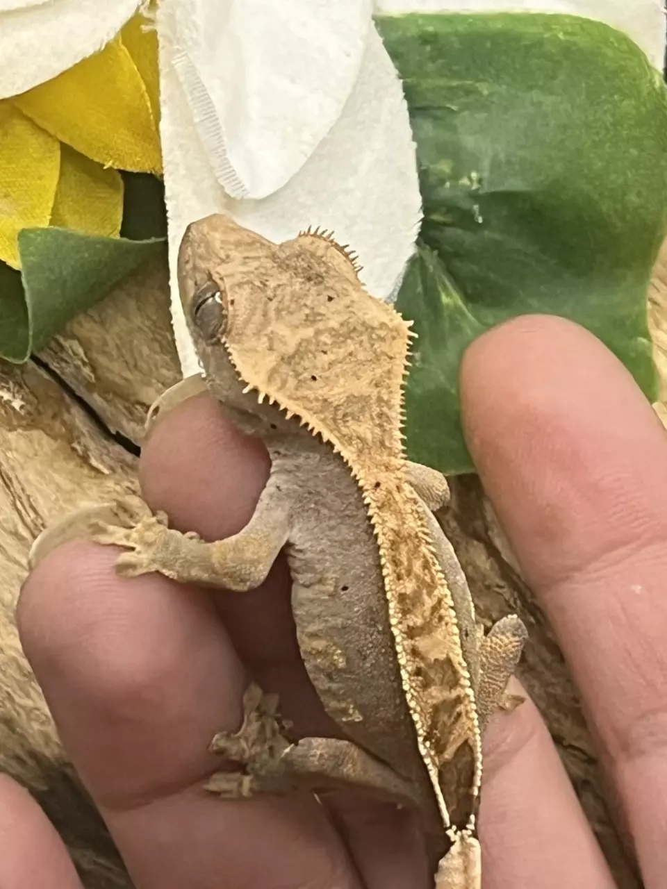 plant/66% axanthic Harle dal out of axel x sonic blotch 5.24.25 8.3g-0