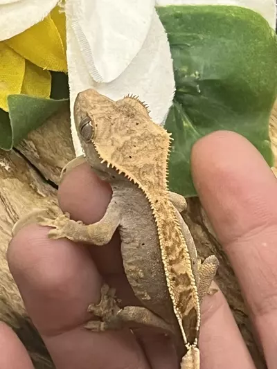 plant/66% axanthic Harle dal out of axel x sonic blotch 5.24.25 8.3g-0-thumbnail