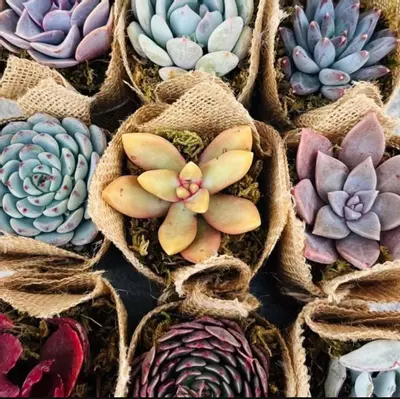 plant/Set of 10 - Burlap Wrapped Succulents-2-thumbnail