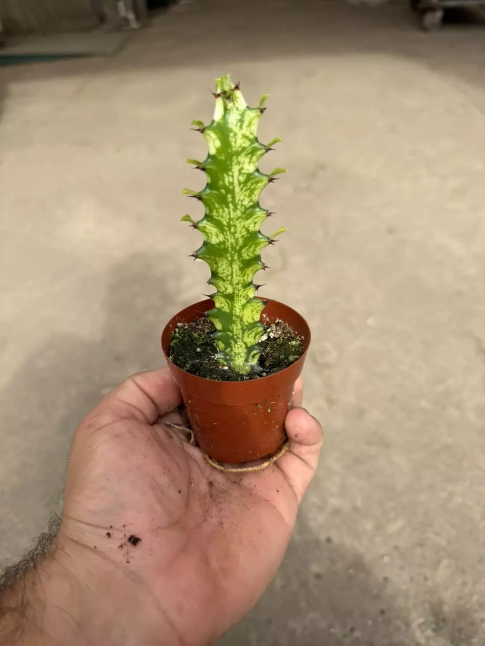 plant/Variegated Euphorbia Trigona – “African Milk Tree” – 2” Pot-0