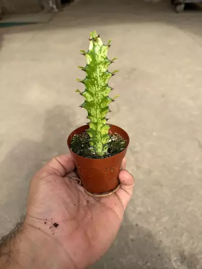 plant/Variegated Euphorbia Trigona – “African Milk Tree” – 2” Pot-0-thumbnail