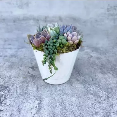 plant/Surfside Serenade - Potted Succulent Garden-2-thumbnail