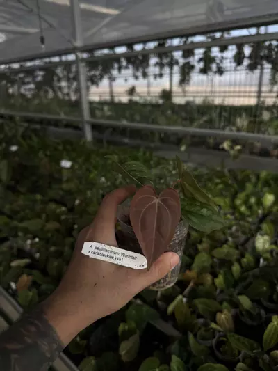 plant/A. papillilaminum 'Wormtail' x carlablackiae 'Wu2'-0-thumbnail