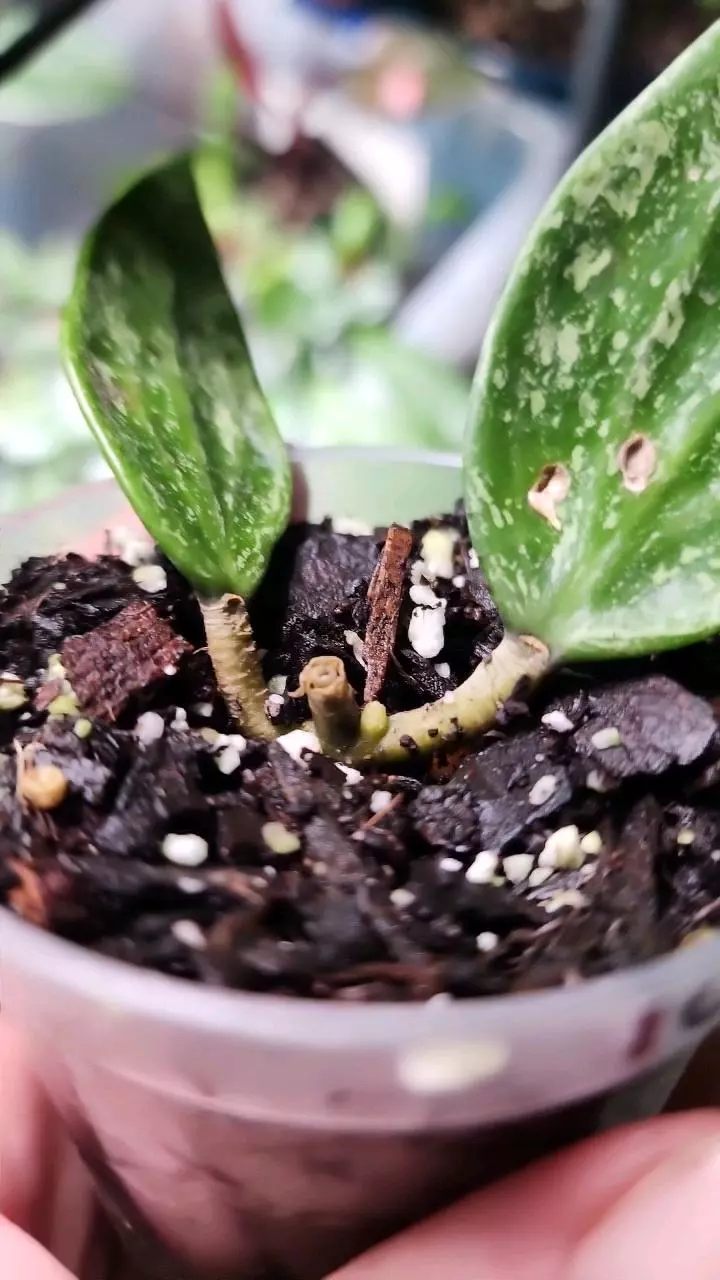 plant/Hoya rangsan C-2