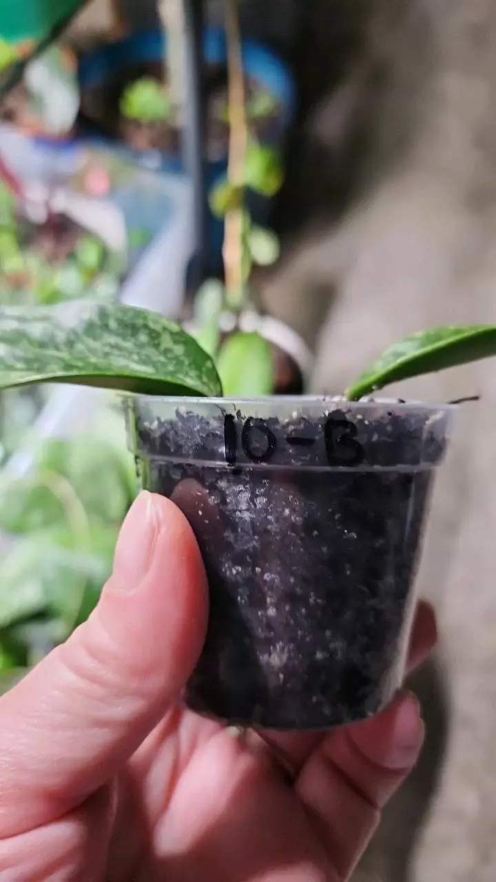 plant/Hoya rangsan B-1