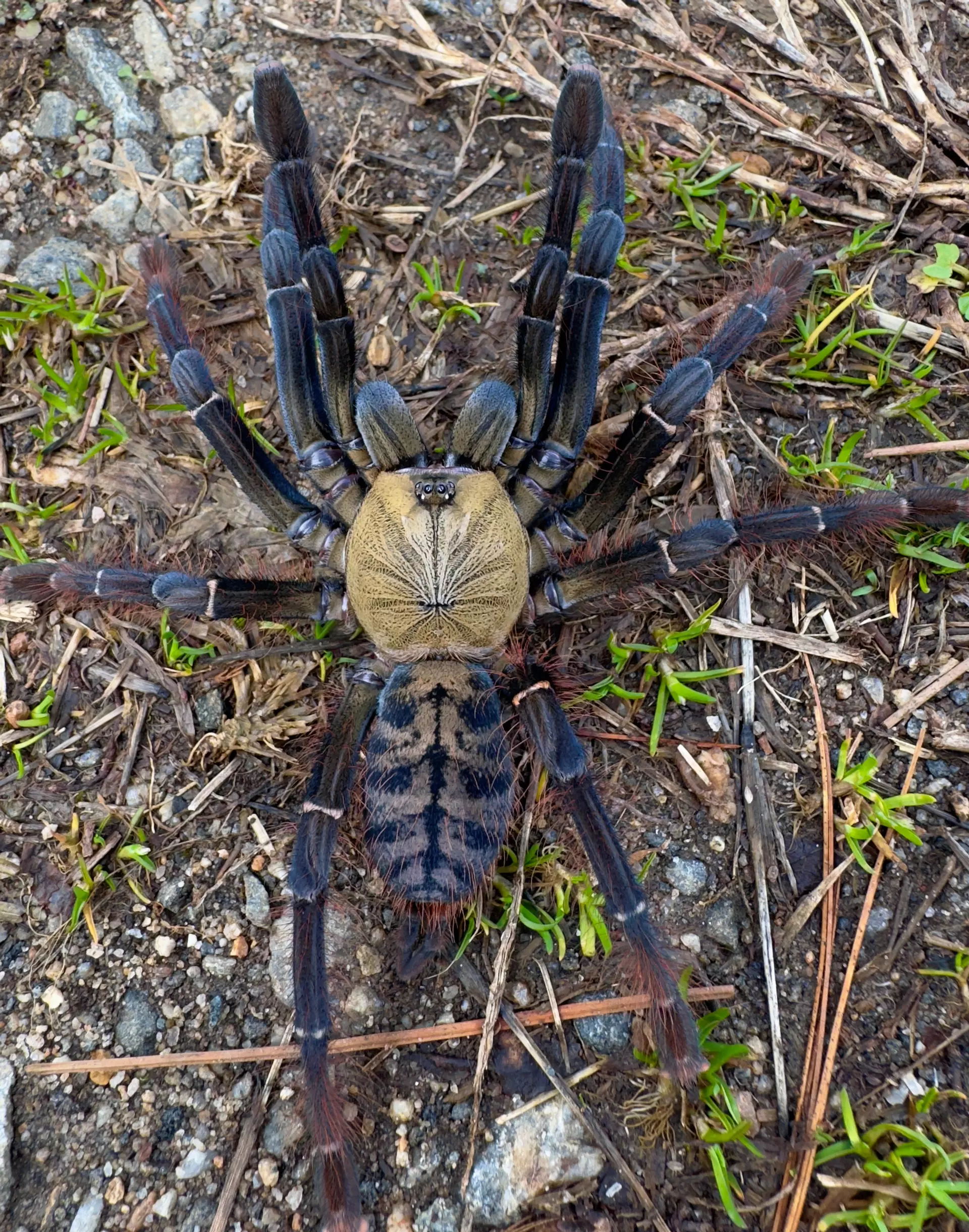 plant/Phormingochilus sp. "Akcaya" (Golden Tree Spider) 1" FREE AFTER $400 SPENT-0