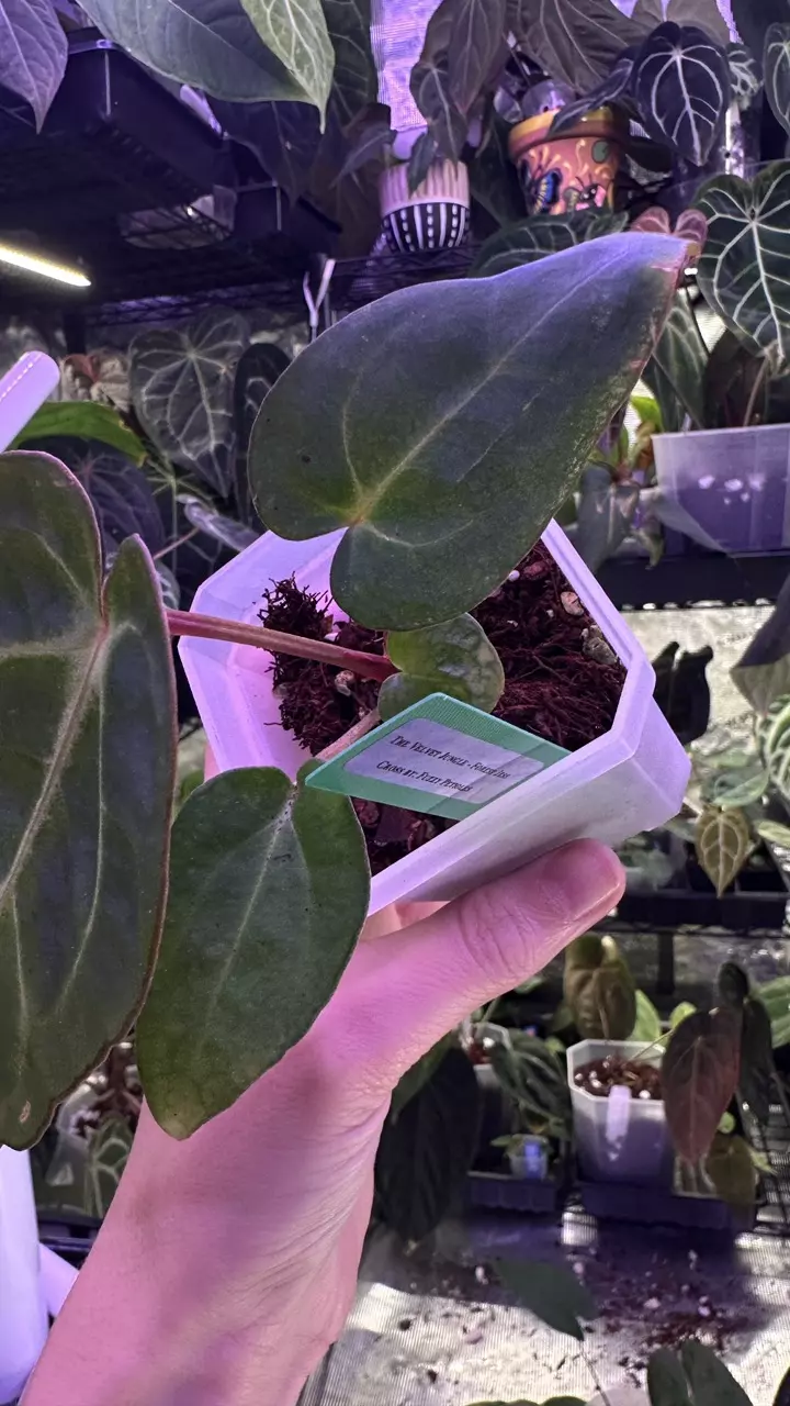 plant/Carla Bess x Carla Spider Bess-1