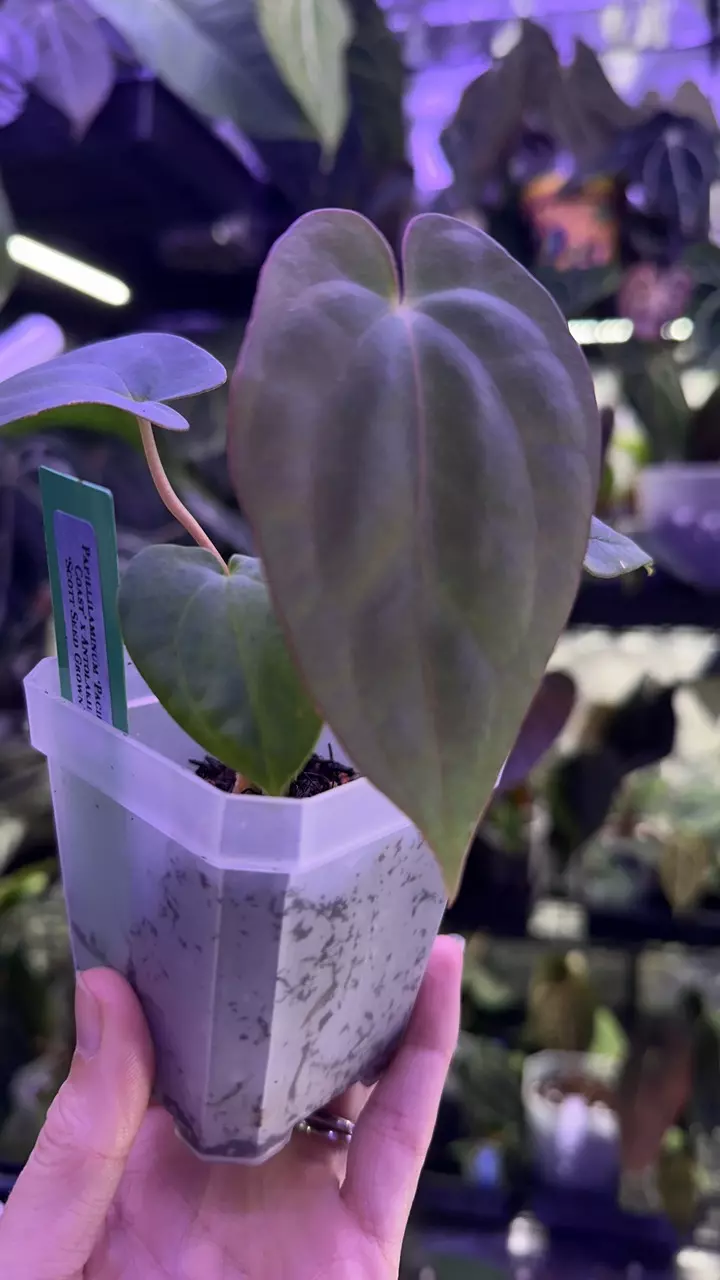 plant/Pap ‘Pacific Coast’ x Antolakii ‘Scott Seed Grown’-1