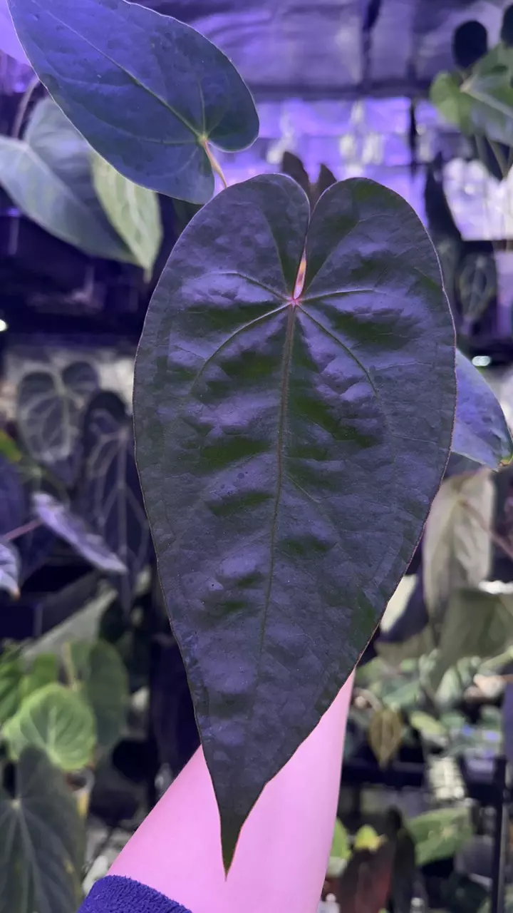 plant/Gigi x Magnificum offset-0