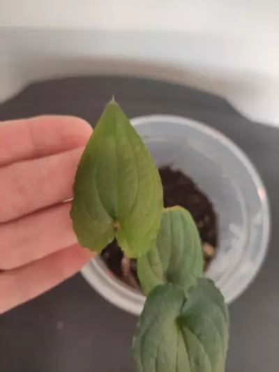 plant/Anthurium clidemioides-2-thumbnail