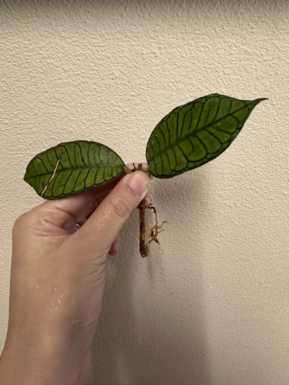 plant/Hoya gunung gading-0