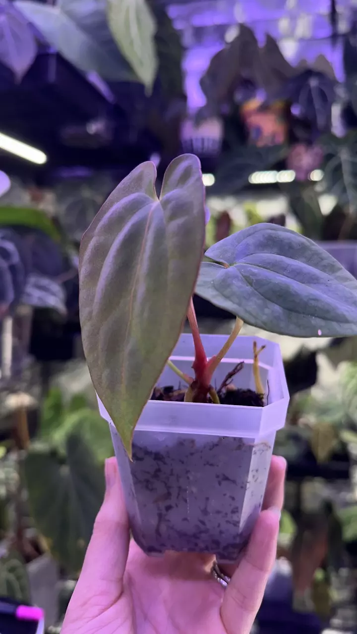 plant/Pap ‘Pacific Coast’ x Antolakii ‘Scott Seed Grown’-0