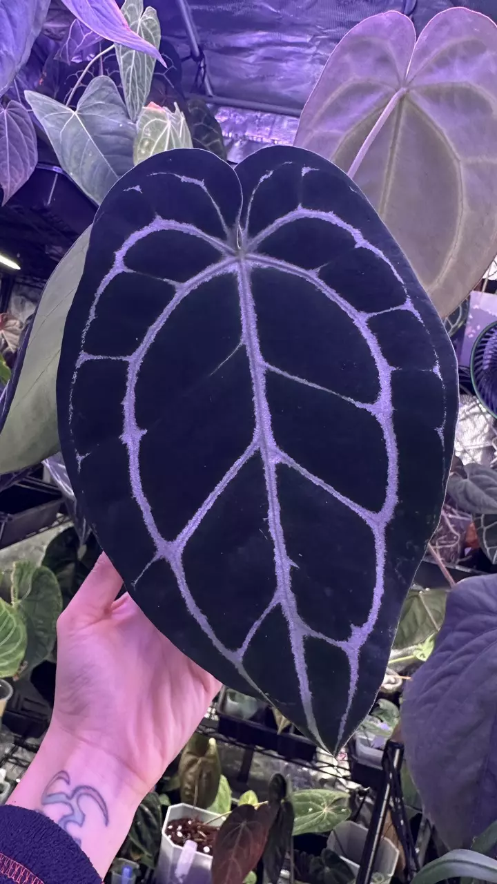 plant/Pure Crystal in cataphyll-0