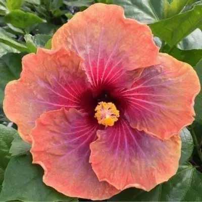 plant/Connie Roush Hibiscus Starter Plant Growers Choice V10/VV9-0-thumbnail