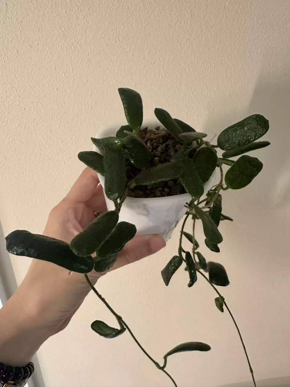 plant/Hoya rotundiflora, looooooooooong trailing-0