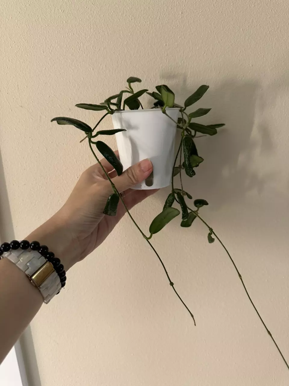 plant/Hoya rotundiflora, looooooooooong trailing-1