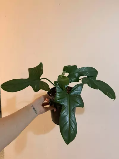 plant/Philodendron Bippenifolium (Large)-0-thumbnail