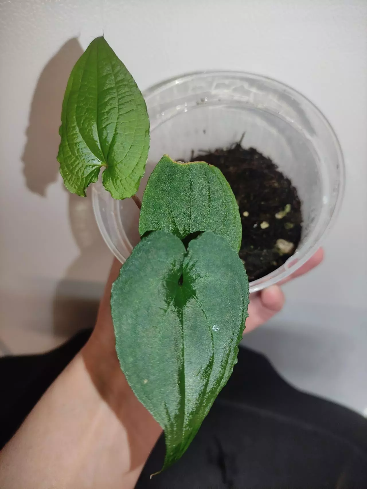 plant/Anthurium clidemioides-0