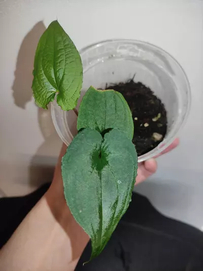 plant/Anthurium clidemioides-0-thumbnail